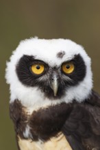 Spectacled owl (Pulsatrix perspicillata) adult bird head portrait, England, United Kingdom -