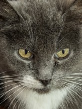 Portrait of gray cat, close-up, looking directly into the camera, Skåne County, Sweden, Scandinavia