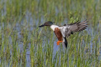 Shoveler, (Anas clypeata), flight photo, animals, birds, ducks, duck family, male, Lake Neusiedl,