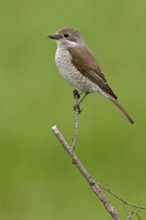 Red-backed shrike (Lanius collurio), Pie-griËche Ècorcheur, AlcaudÛn Dorsirrojo, Spider, spider,