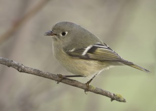 Male Ruby-crowned Kinglet perched on a twig