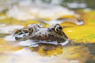 Common frog (Rana temporaria) adult amphibian on the water surface of a pond with fallen autumn