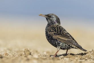 Common Starling - Star - Sturnus vulgaris ssp. vulgaris, Spain