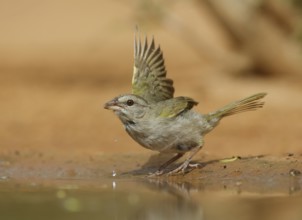Olive Sparrow (Arremonops rufivirgatus), Texas, USA