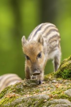 Wild boar (Sus scrofa) piglet standing in a forest, Bavaria, Germany