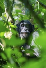 Chimpanzee (Pan Troglodytes), adult male in a tree between leaves, Murchison Falls National Park,