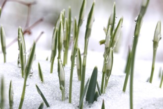 First snowdrops in snow with drops of water, winter, Germany