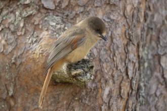 Siberian Jay (Perisoreus infaustus) perched on a branch, Dalarna, Sweden