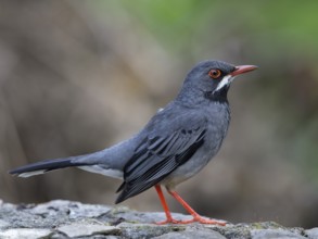 Red-legged Thrush (Turdus plumbeus), Cuba