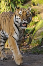 A tiger strides along a path surrounded by lush vegetation, Siberian tiger (Panthera tigris