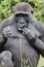 Western lowland gorilla (Gorilla gorilla gorilla), juvenile, captive, native to Africa