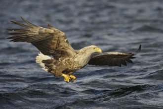 White-tailed Eagle (Haliaeetus albicilla) flying, Nord-Trondelag, Norway
