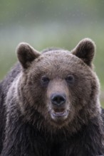 Brown bear (Ursus arctos) in the Finnish taiga, Kuusamo, Finland
