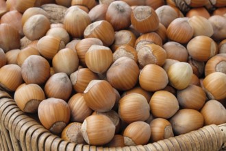 Hazelnut (Corylus 'Daria')