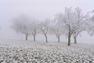 Row of trees with hoarfrost, Lindenberg, Freiamt, Canton of Aargau, Switzerland