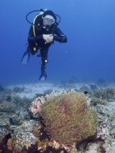 A diver floats above a coral reef with sea anemones and clownfish, dive site Close Encounters,