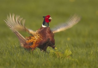 Common Pheasant (Phasianus colchicus) male, Schleswig-Holstein, Germany