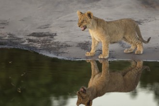 African Lion (Panthera leo) immature at waterhole, Okavango Delta, Botswana