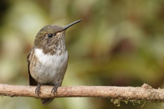 Scintillant Hummingbird (Selasphorus scintilla) female, Costa Rica