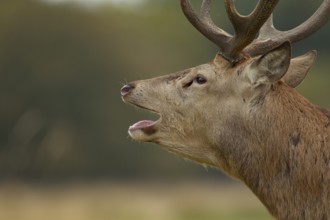 Red deer (Cervus elaphus) adult male stag animal roaring during the rutting season in autumn,