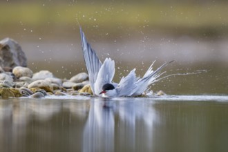 Common Tern (Sterna hirundo) bathing, North Rhine-Westphalia, Germany