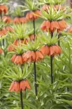 Imperial Crown (Fritillaria imperialis 'Aurora')