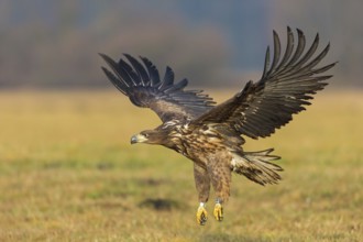 White-tailed eagle, hawk family, animals, birds, birds of prey, (Haliaeetus albicilla), biotope,