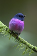 Pink Robin (Petroica rodinogaster) male perched on a mossy branch, Victoria, Australia