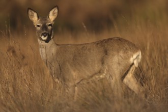 A graceful roe deer stands alert amidst golden grass, blending seamlessly into the natural