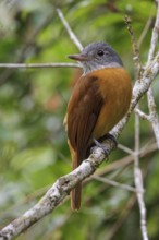 Grey-hooded Attila (Attila rufus) perched on a branch in the Atlantic rainforest of southeast