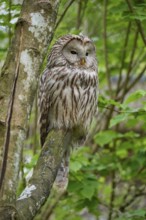Ural owl (Strix uralensis), sitting on a branch surrounded by green foliage and observing its