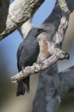 Barred Cuckooshrike (Coracina lineata) perched on a branch in Papua New Guinea