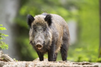 Wild boar (Sus scrofa) standing in a forest, Bavaria, Germany