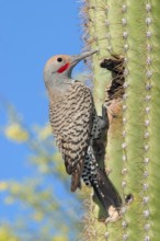 Gilded Flicker Colaptes auratus Tucson, Pima Co., ARIZONA, USA 29 April Adult Male Picidae