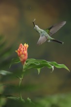 This is one of my favorite hummingbird photos that I have in my collection. It's taken using a