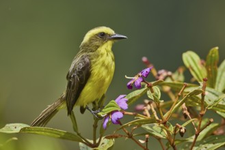 Lemon-browed Flycatcher (Conopias cinchoneti), Ecuador