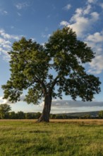 Large ash tree (Fraxinus excelsior) in a meadow under a blue sky with clouds in a peaceful