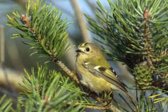 Goldcrest, (Regulus regulus), sitting in a fir tree, Falsterbo, Falsterbo, Skåne, Sweden