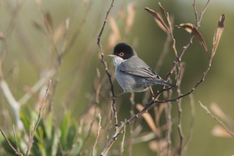 Cyprus Warbler (Sylvia melanothorax) male, Cyprus