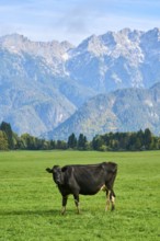 Cattle (Bos taurus) on a meadow with the mountains in the background, autumn, Bavaria, Germany