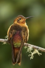 Shining Sunbeam (Aglaeactis cupripennis) perched on a branch in the Andes mountains of Colombia