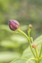 Spice bush (Calycanthus 'Aphrodite'), BS Sämann, Germany