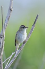Reed Warbler (Acrocephalus schoenobaenus) sitting in a shrub, Wildlife, Lembruch, Ochsen Moor,