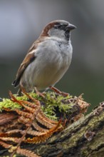 House sparrow (Passer domesticus) adult male perched on tree stump