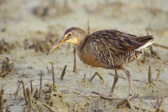Clapper Rail (Rallus crepitans), Texas, USA
