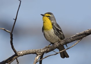 Grace's Warbler, male
