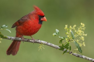 Northern Cardinal (Cardinalis cardinalis) male perched on a twig, Texas, USA