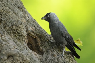 Dohle (Corvus monedula), Jackdaw, Altvogel an der Bruthoehle, mit Futter im Schnabel, Mai, Borken,