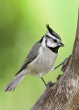 Bridled Titmouse (Baeolophus wollweberi), Arizona, USA