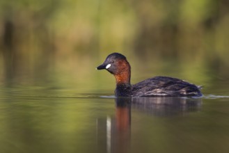Little Grebe (Tachybaptus ruficollis), North Rhine-Westphalia, Germany